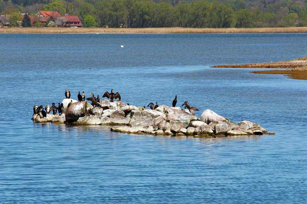 Kormorane im Bodden bei Gager