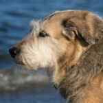 Mit dem Hund auf der Insel Rügen