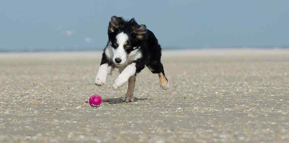 Am Strand mit Hund