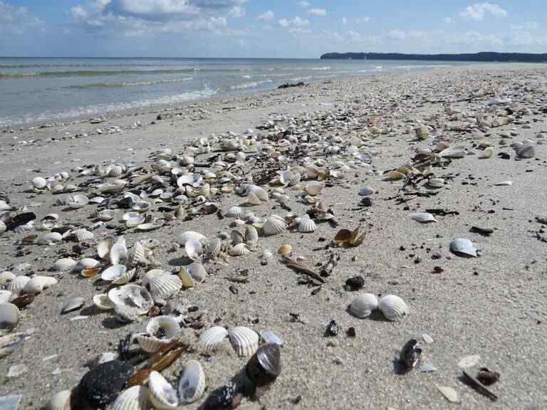 Prora Fish Strandpanorama Prora - Rügen erkunden