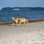 Hundestrände auf Rügen