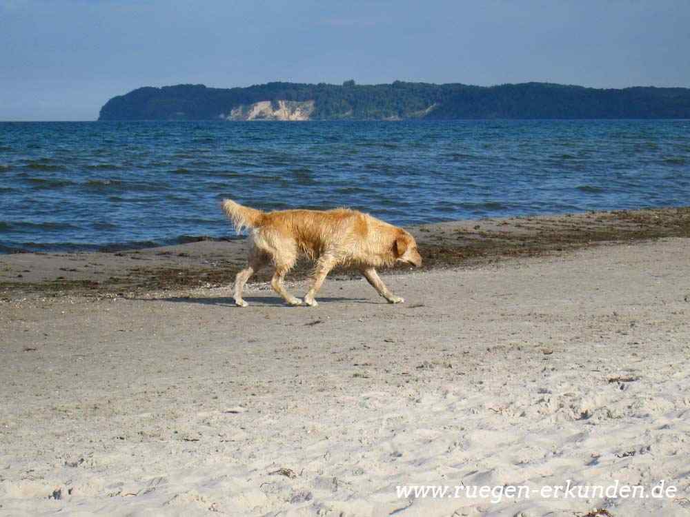 Hundestrände auf Rügen