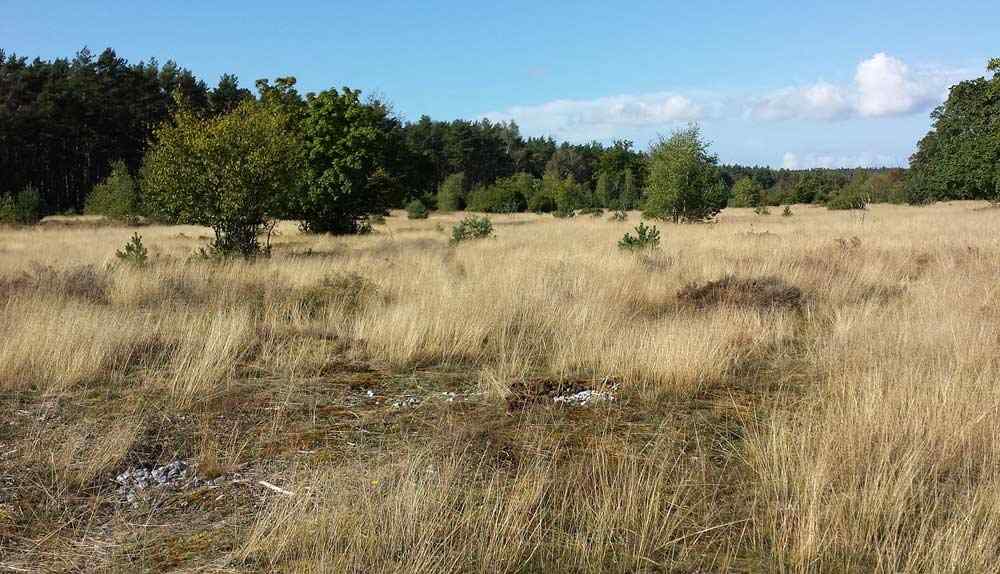 Die größten Feuersteinfelder Deutschlands im Waldstreifen "Schmale Heide"