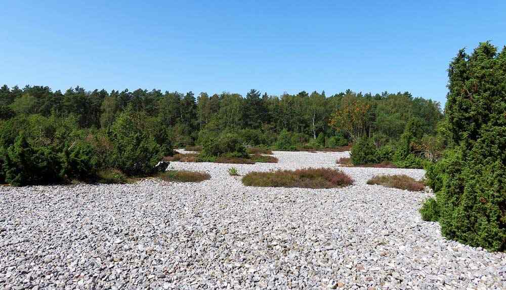 Die Feuersteinfelder Rügen - das deutsche Stonehenge - in der Nähe von Mukran und Prora